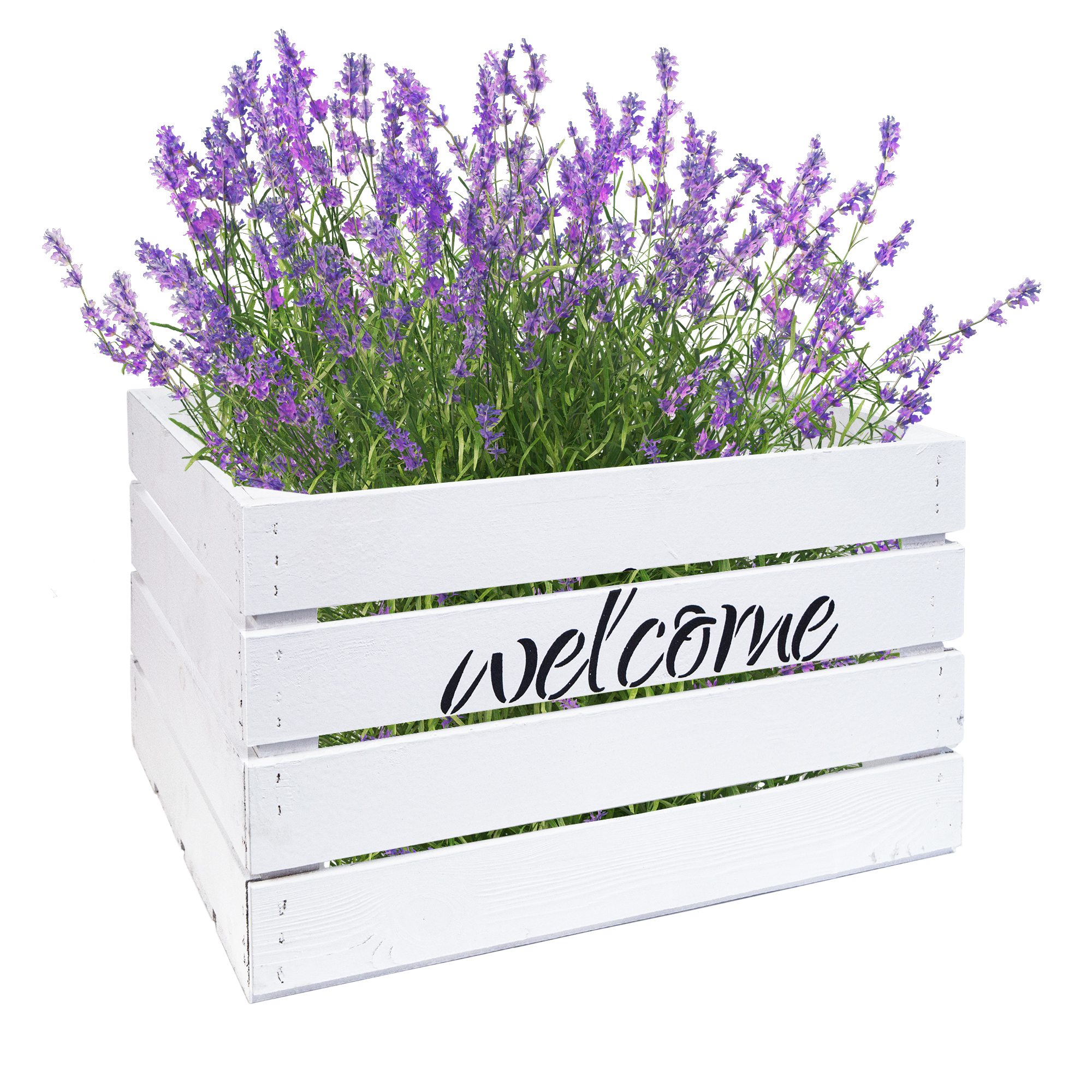Obstkiste Welcome Welcome Weiss